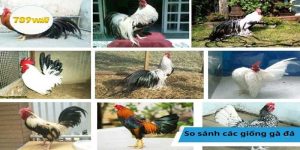 So sánh các giống gà đá